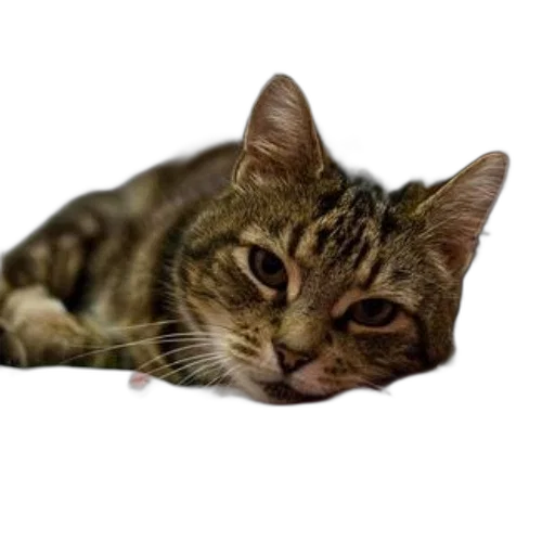 animal, creature, staff, face transparent PNG cut-out