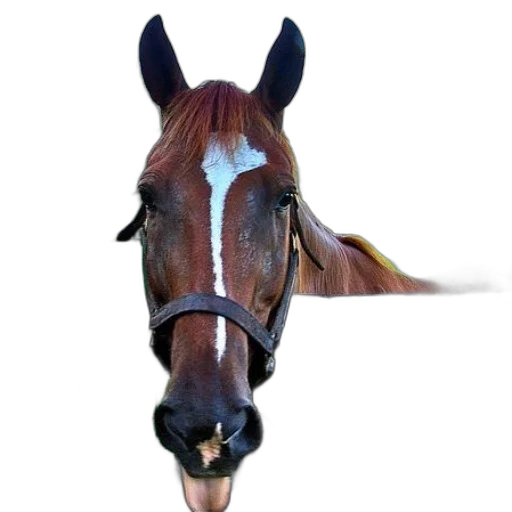 animal, staff, hat, face transparent PNG cut-out