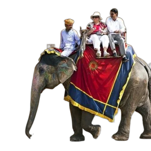 animal, concept art, photorealistic, three transparent PNG cut-out