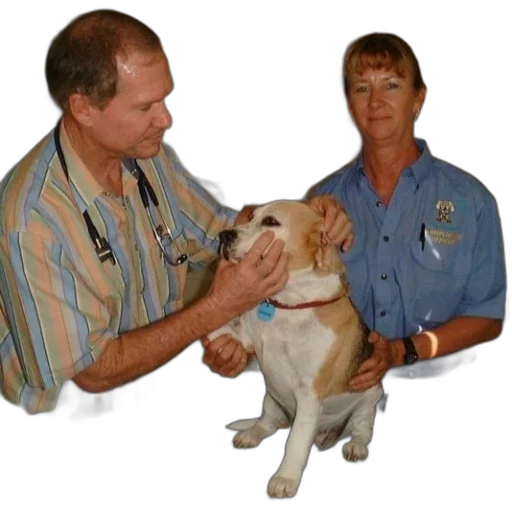staff, animal, vet, woman transparent PNG cut-out