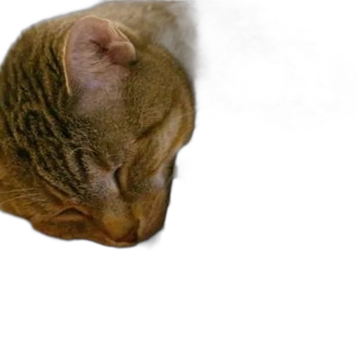 animal, staff, creature, face transparent PNG cut-out