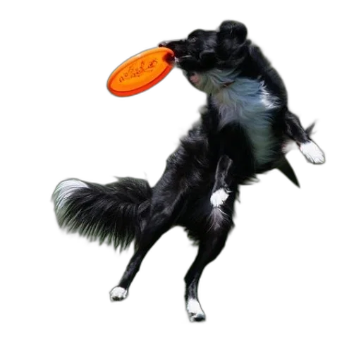 animal, creature, hat, staff transparent PNG cut-out