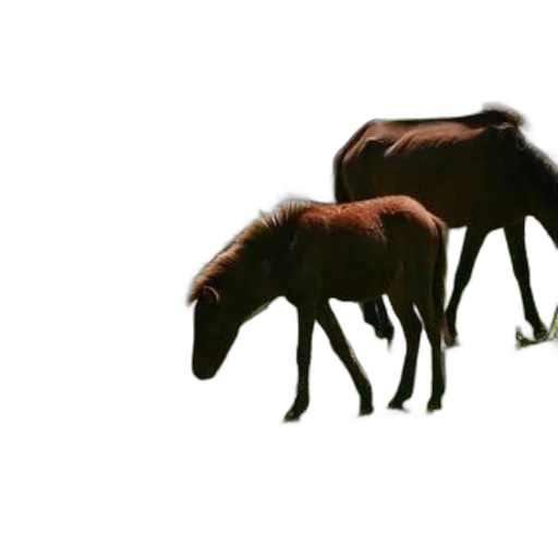 animal, creature, hair, furniture transparent PNG cut-out