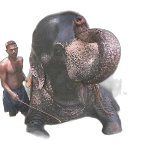 animal, creature, mask, staff transparent PNG cut-out