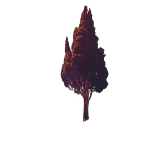tree, crown, hair, flower transparent PNG cut-out