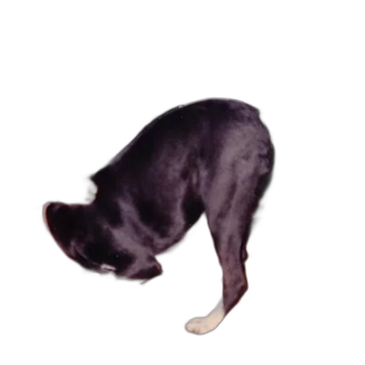animal, staff, creature, hat transparent PNG cut-out