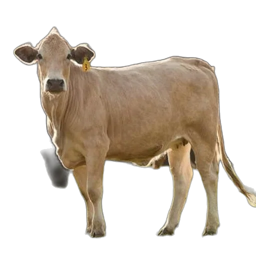 animal, jewelry, creature, food transparent PNG cut-out
