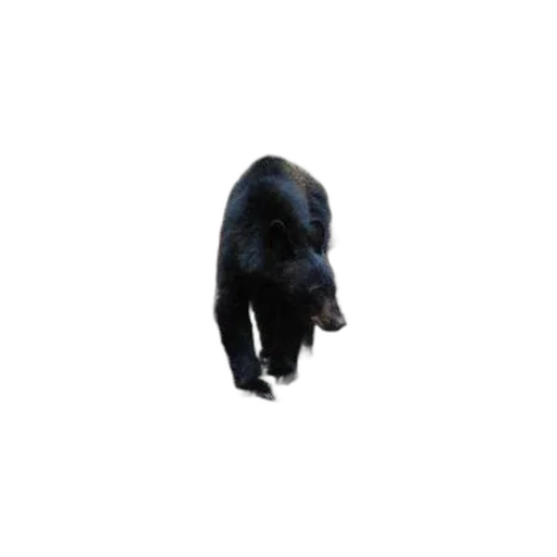 animal, creature, staff, face transparent PNG cut-out