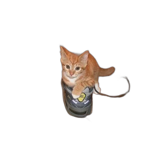 bottle, staff, animal, food transparent PNG cut-out