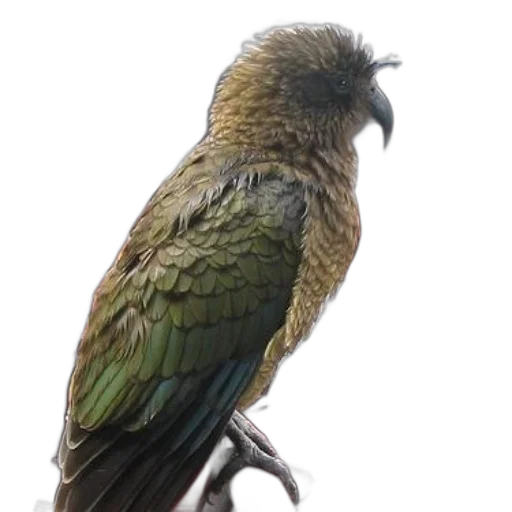 animal, staff, dragon, creature transparent PNG cut-out