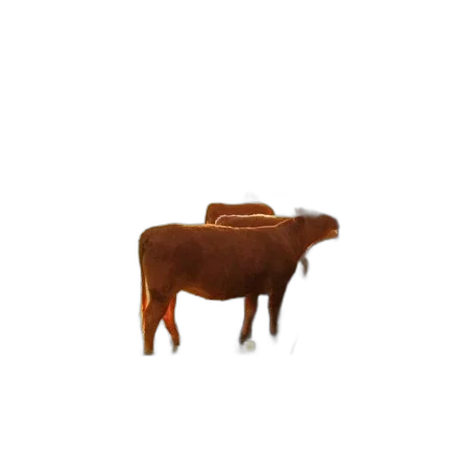 animal, food, creature, furniture transparent PNG cut-out