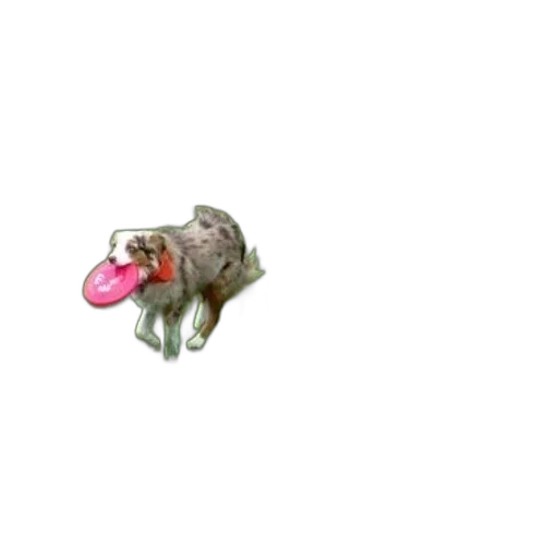 animal, flower, creature, staff transparent PNG cut-out