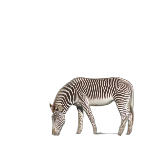 animal, creature, furniture, robot transparent PNG cut-out