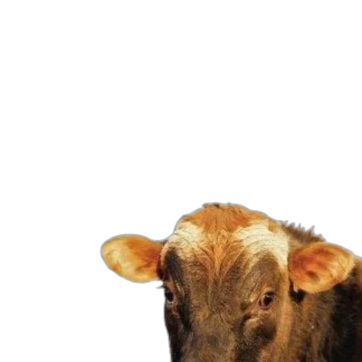 animal, face, creature, food transparent PNG cut-out
