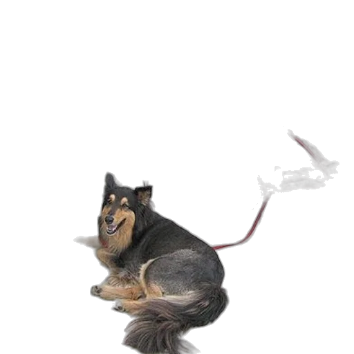 animal, staff, dragon, creature transparent PNG cut-out