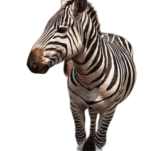 animal, creature, staff, jewelry transparent PNG cut-out