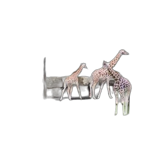 jewelry, animal, furniture, creature transparent PNG cut-out