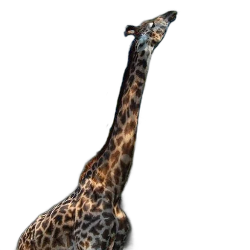 animal, creature, staff, hat transparent PNG cut-out