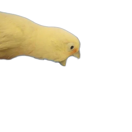 animal, creature, hair, face transparent PNG cut-out