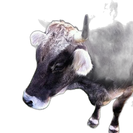 animal, creature, mask, photorealistic transparent PNG cut-out