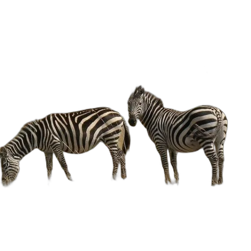 animal, furniture, jewelry, creature transparent PNG cut-out