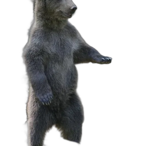 animal, creature, staff, photorealistic transparent PNG cut-out