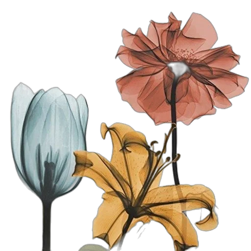 flower, crown, umbrella, jewelry transparent PNG cut-out