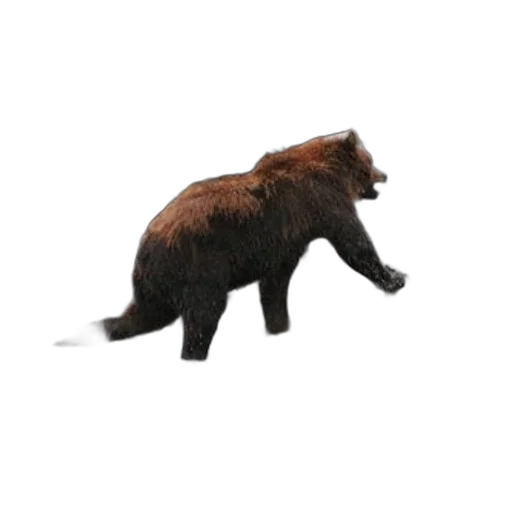 animal, creature, staff, hair transparent PNG cut-out