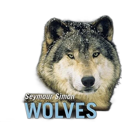 animal, photorealistic, cover, wolves transparent PNG cut-out