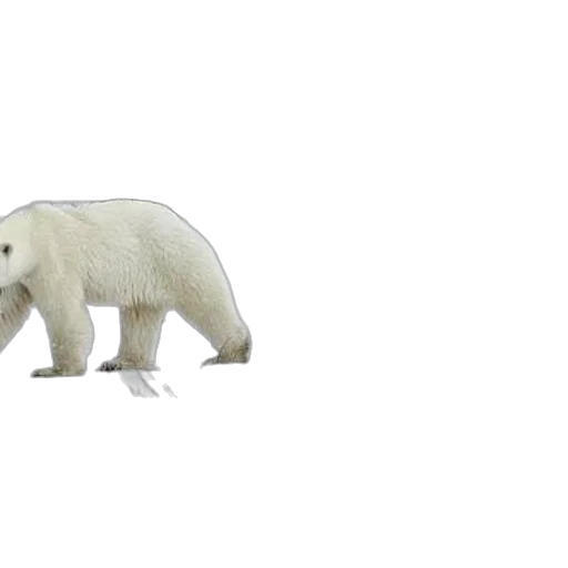 animal, creature, weapon, car transparent PNG cut-out