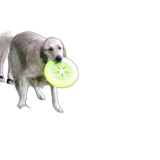 animal, umbrella, food, creature transparent PNG cut-out