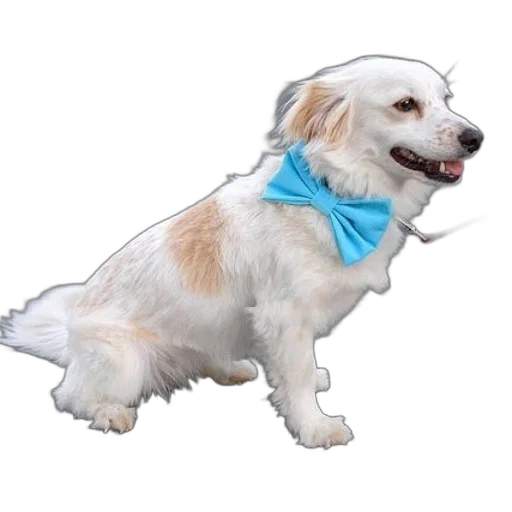staff, animal, photorealistic, 3d render transparent PNG cut-out