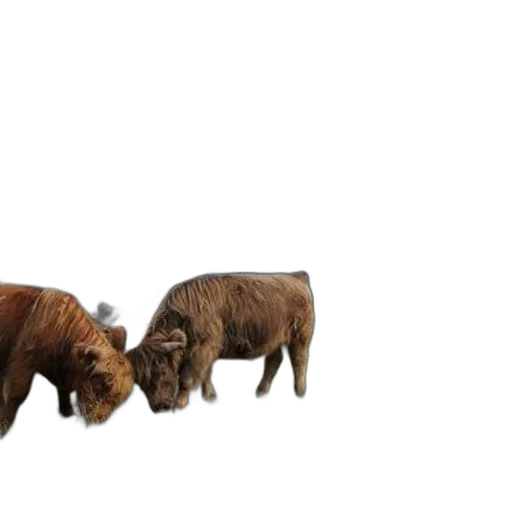 animal, 3d render, concept art, photorealistic transparent PNG cut-out