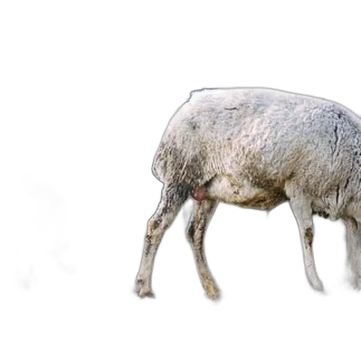 animal, creature, food, hair transparent PNG cut-out