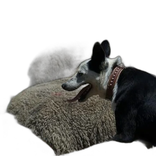 hat, animal, creature, mask transparent PNG cut-out