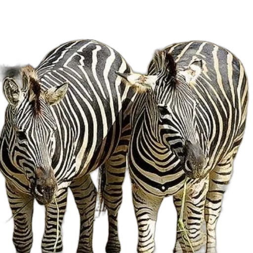 animal, jewelry, furniture, photorealistic transparent PNG cut-out