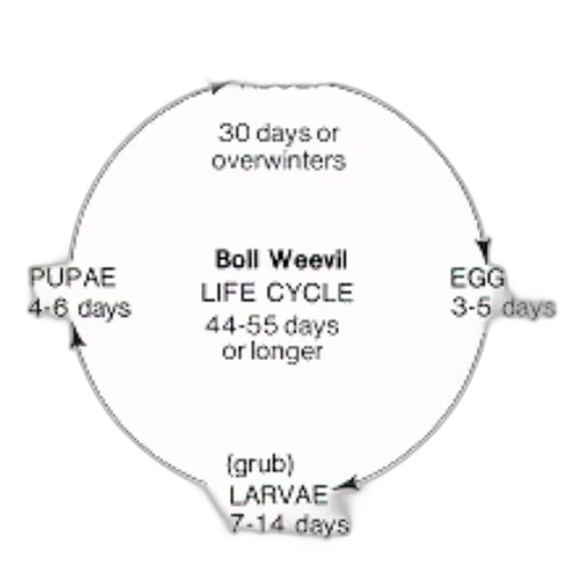 circular, diagram, illustrating, life transparent PNG cut-out