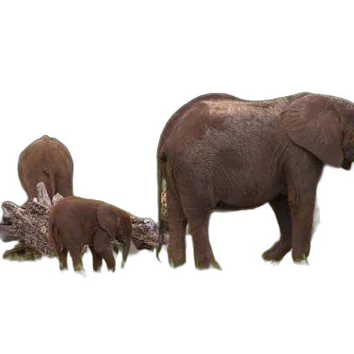 animal, creature, staff, weapon transparent PNG cut-out