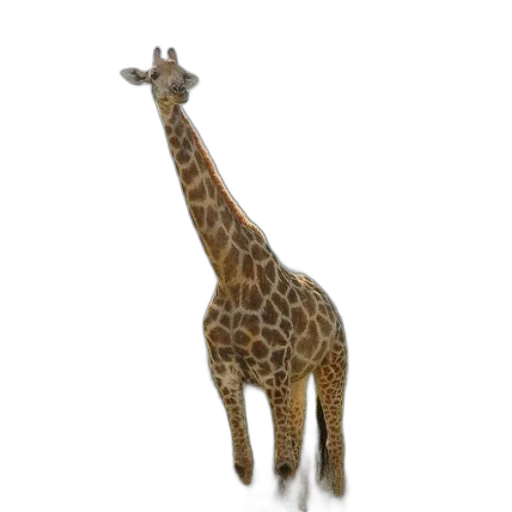 animal, creature, staff, hat transparent PNG cut-out