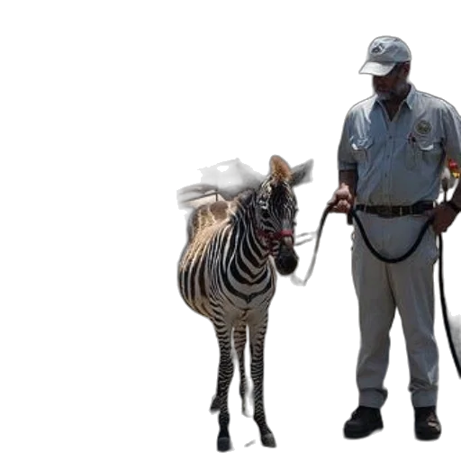 animal, staff, zookeeper, leads transparent PNG cut-out