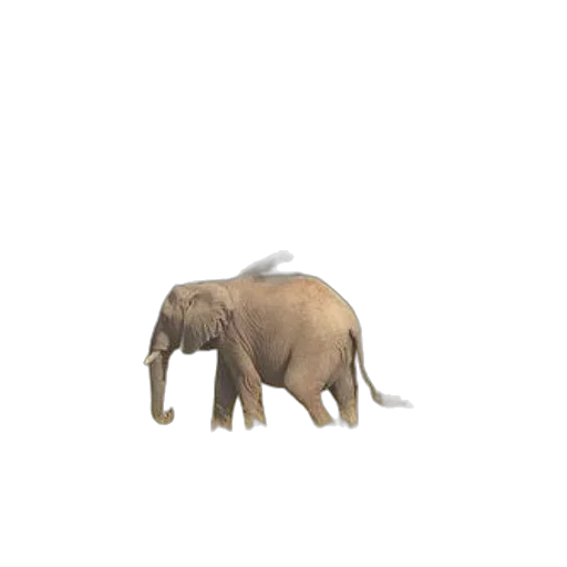 animal, creature, hat, staff transparent PNG cut-out