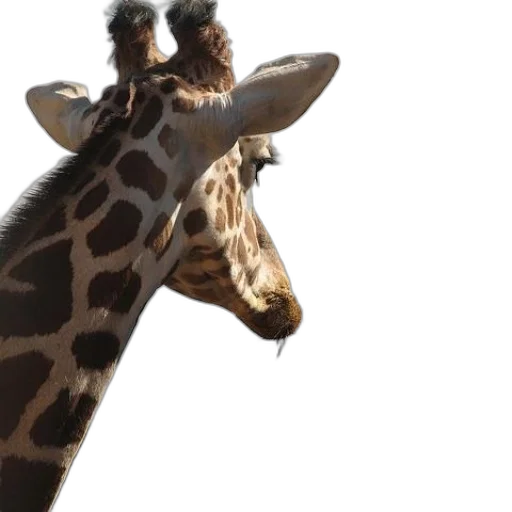animal, creature, hat, staff transparent PNG cut-out