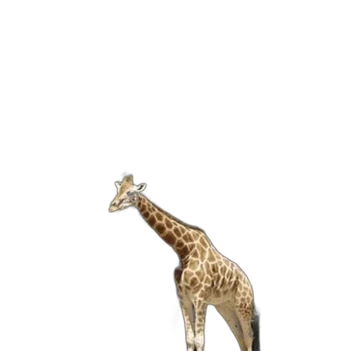 animal, creature, staff, furniture transparent PNG cut-out