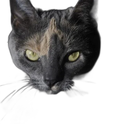 animal, face, creature, mask transparent PNG cut-out