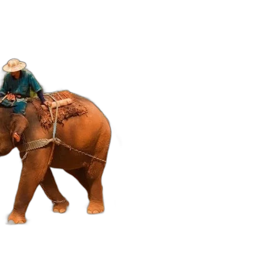 animal, hat, creature, weapon transparent PNG cut-out