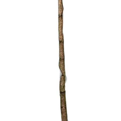 staff, sword, tree, weapon transparent PNG cut-out
