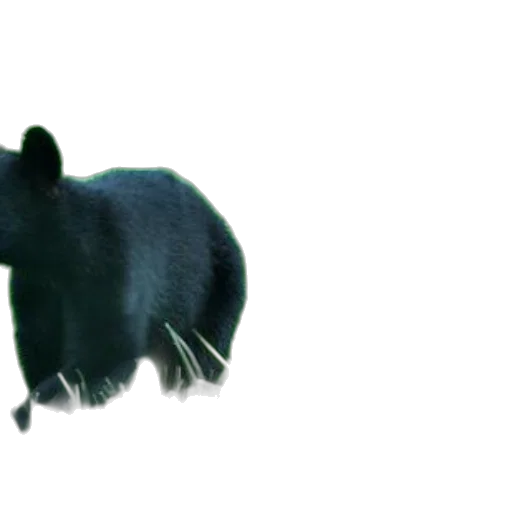 animal, creature, hair, hat transparent PNG cut-out