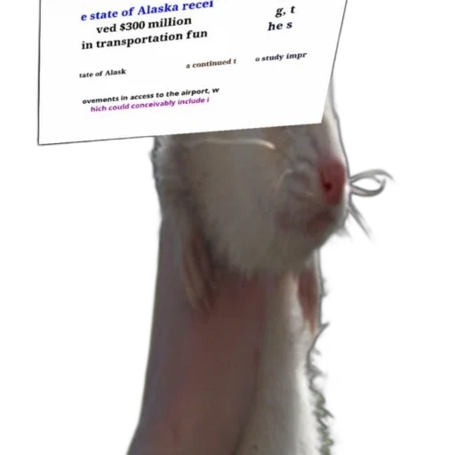animal, shoes, creature, staff transparent PNG cut-out