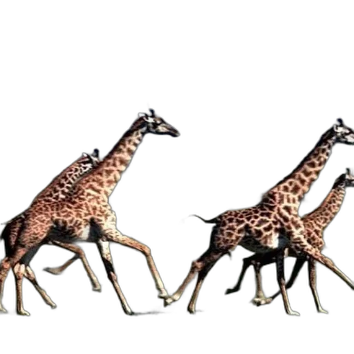 animal, creature, jewelry, umbrella transparent PNG cut-out