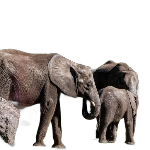 animal, photorealistic, concept art, 3d render transparent PNG cut-out